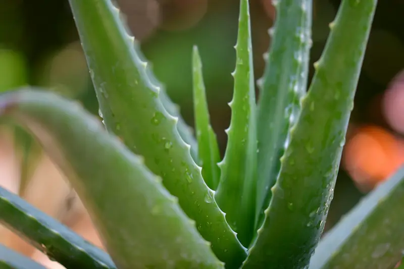 How to Use Aloe Vera for Glowing Skin & Hair – Best Beauty Benefits